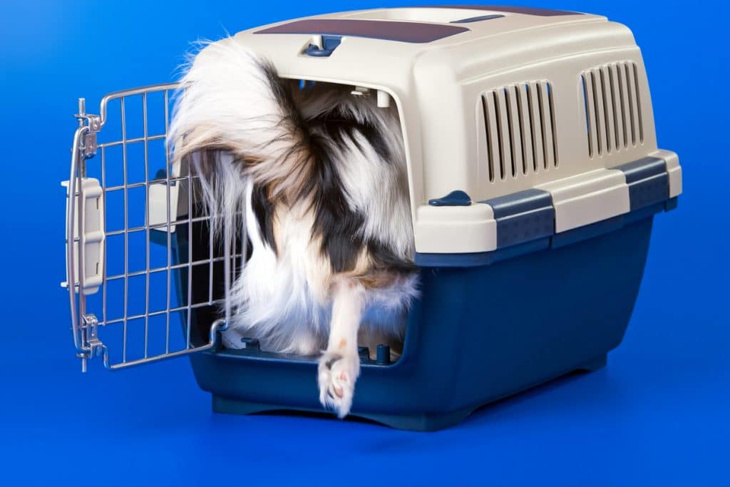 Need help with crate training. Also is this crate too small? More in  comments. : r/Dogtraining