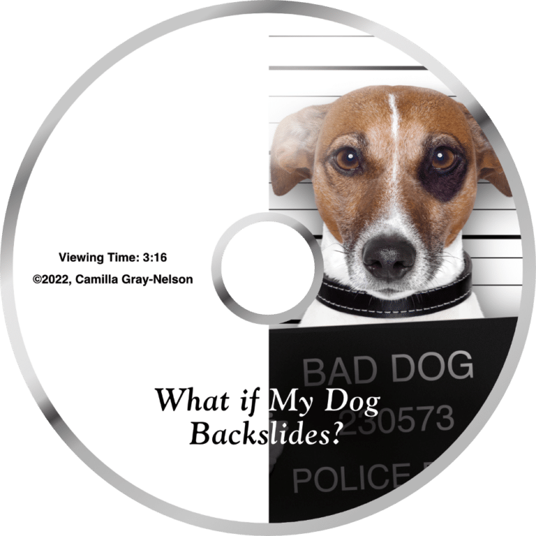 9-things-you-won-t-believe-dogs-ate-healthy-paws-pet-insurance